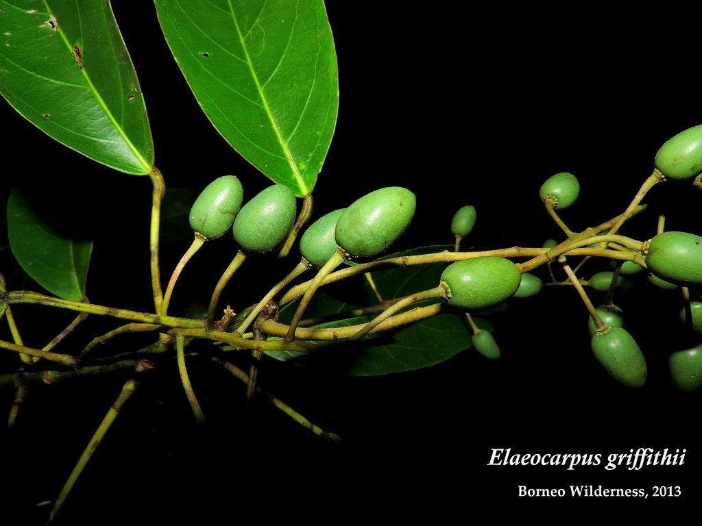 Elaeocarpus griffithii